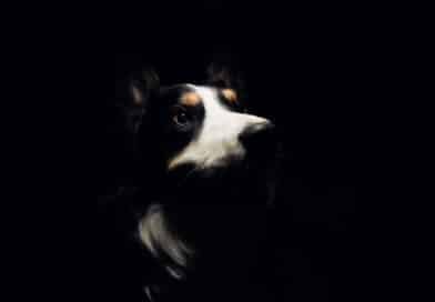 kan hunde se i mørke