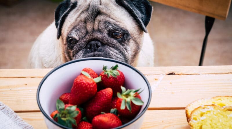 må hunde få jordbær